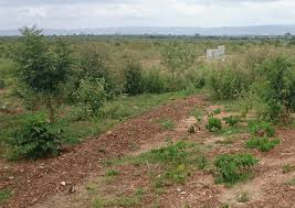 Land for Sale in Danchira – Prime Investment Opportunity - Image 5